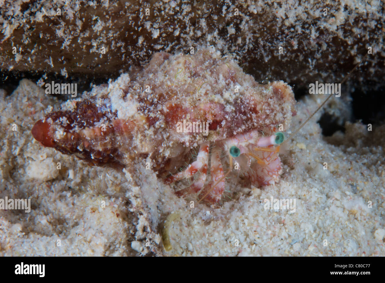 Piccolo granchio eremita, Bonaire, Caraibi Paesi Bassi. Foto Stock
