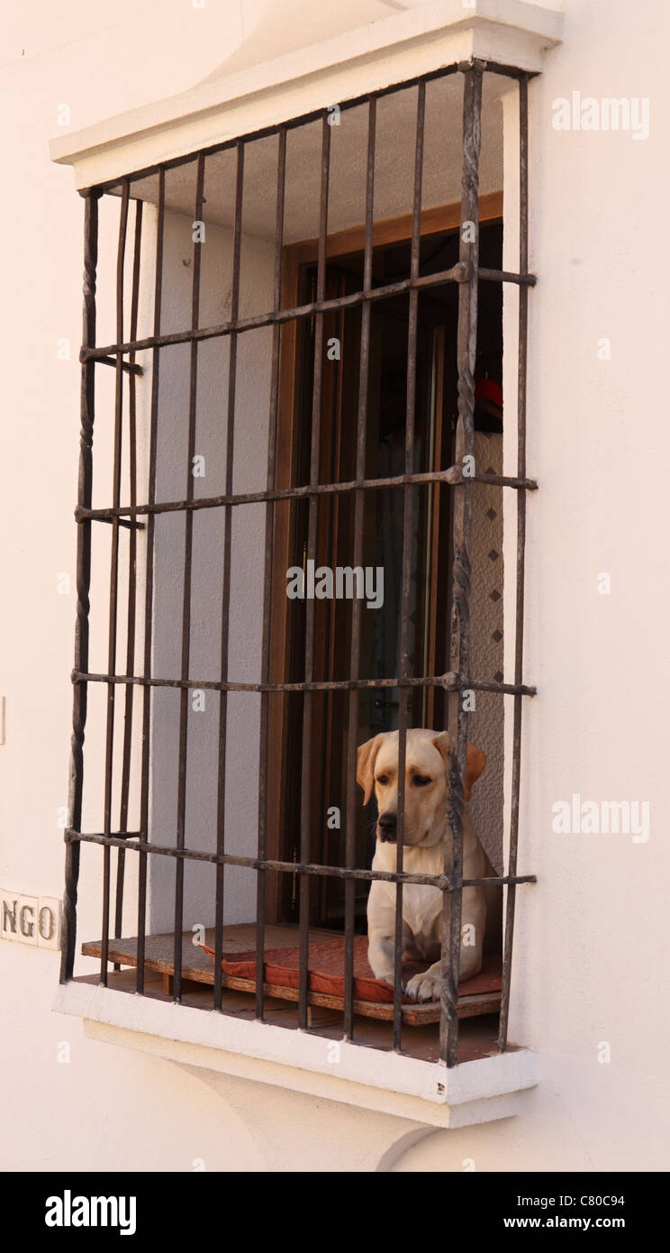 Il Labrador cane guardando fuori attraverso la finestra grill Ronda, Andalusia, Spagna Foto Stock