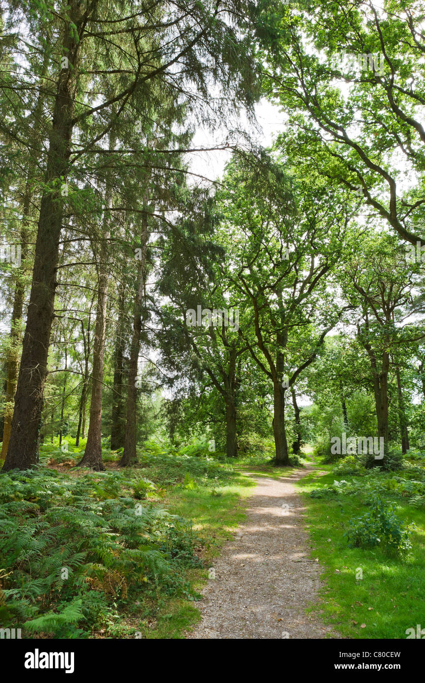 Percorso attraverso i boschi a Lucy Hill nel New Forest, Hampshire, Inghilterra, Regno Unito Foto Stock