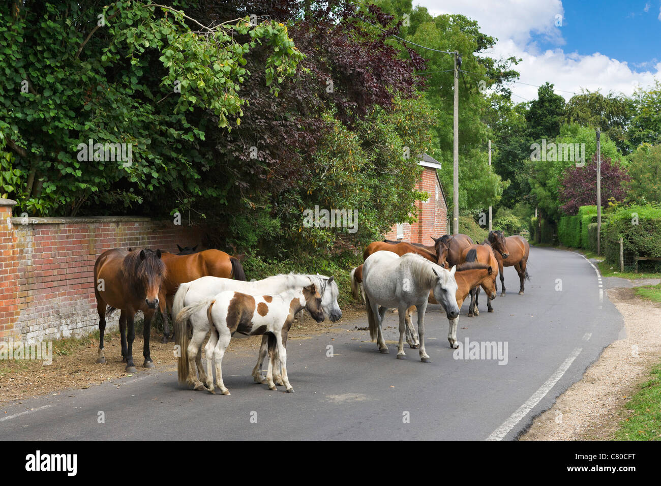 New Forest pony bloccando la strada nel villaggio di Burley, New Forest, Hampshire, Inghilterra, Regno Unito Foto Stock