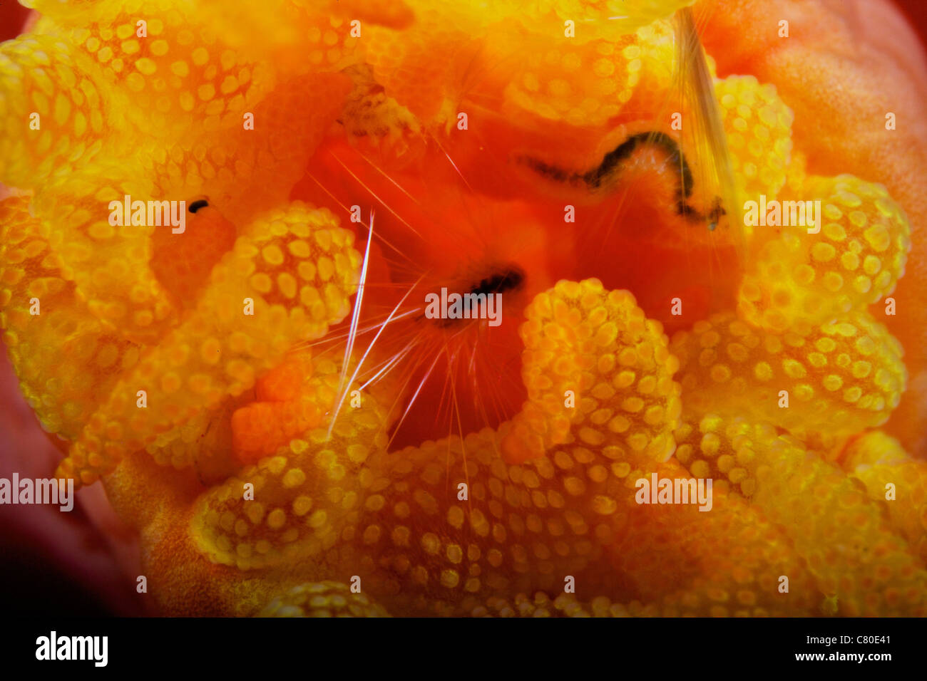 1 cm di tubo giallo polipo con un piccolo Isopod macroscopiche di alimentazione su di esso. Foto Stock