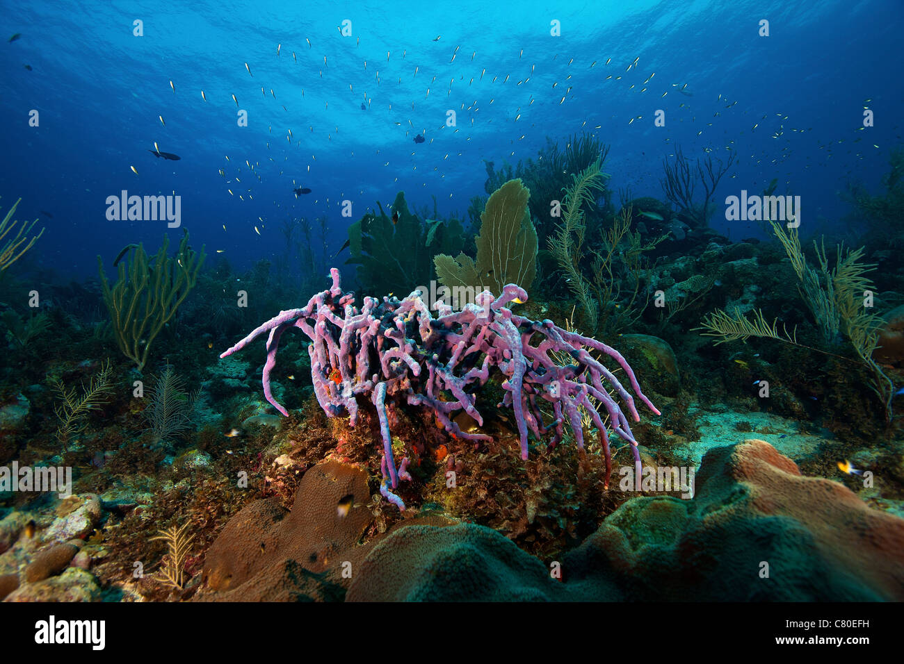 Spugna viola su un profondo reef, Bonaire, dei Caraibi Paesi Bassi. Foto Stock