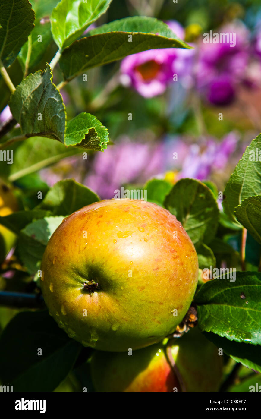 Un apple il crescente il giardino murato di Osborne House nell'Isola di Wight in Inghilterra Foto Stock