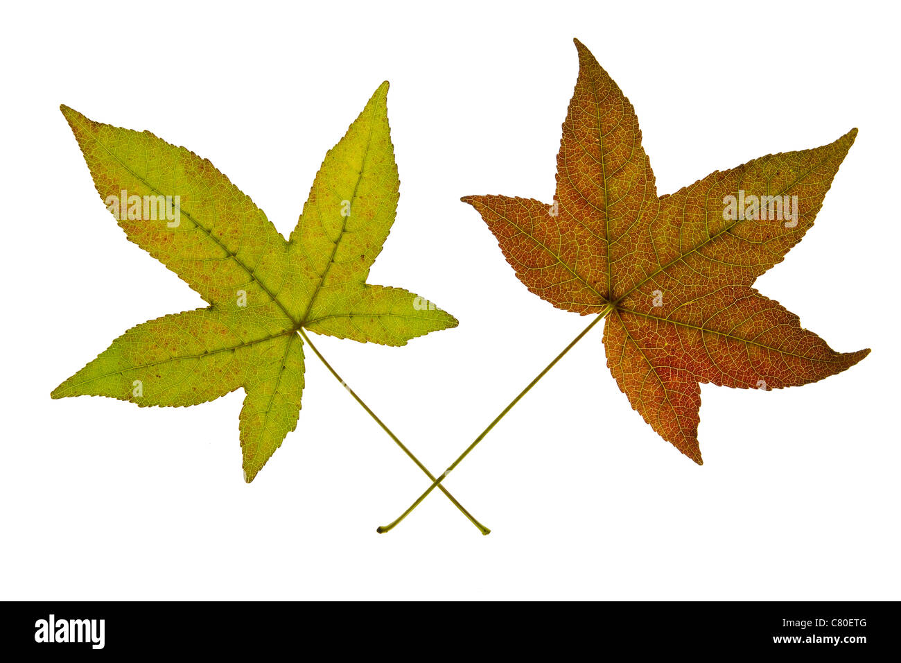 Due foglie di acero isolato su sfondo bianco Foto Stock