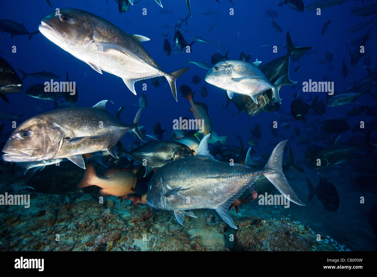 La scolarizzazione gigante muscolo carangidi c in modo da ottenere i pesci più grandi porzioni di sfrido da uno squalo feed, Fiji. Foto Stock