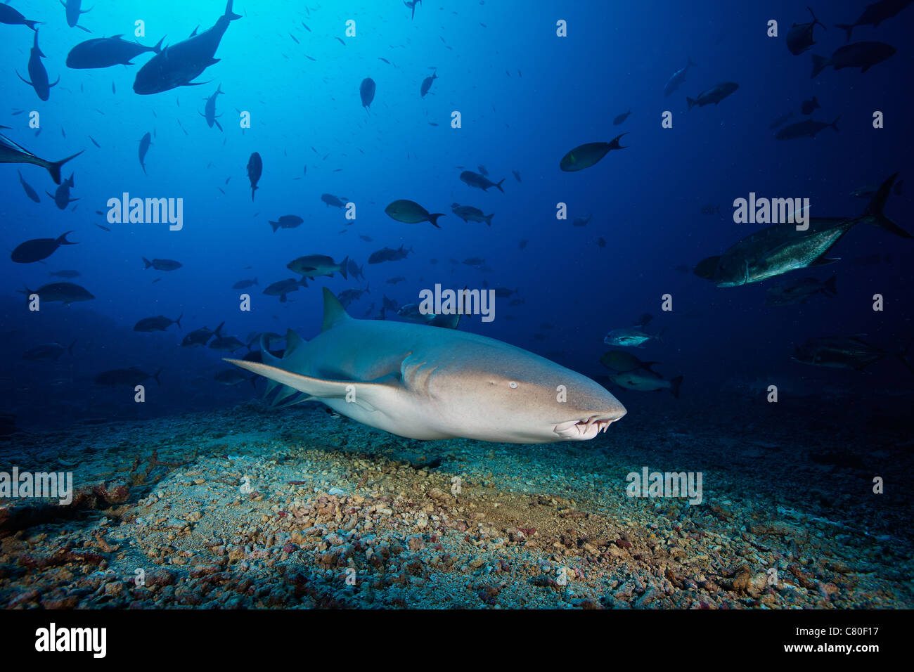 Bruno squalo nutrice nuota lontano dopo aver mangiato alcuni scarti di pesce, Fiji. Foto Stock