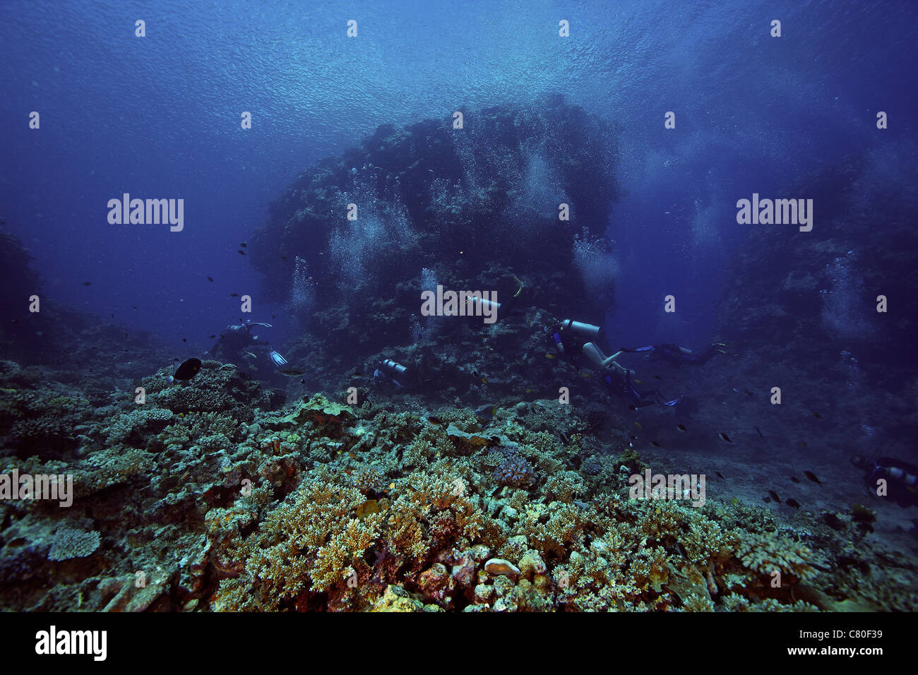 I subacquei esplorare lagune Beqa belle barriere coralline, Fiji. Foto Stock