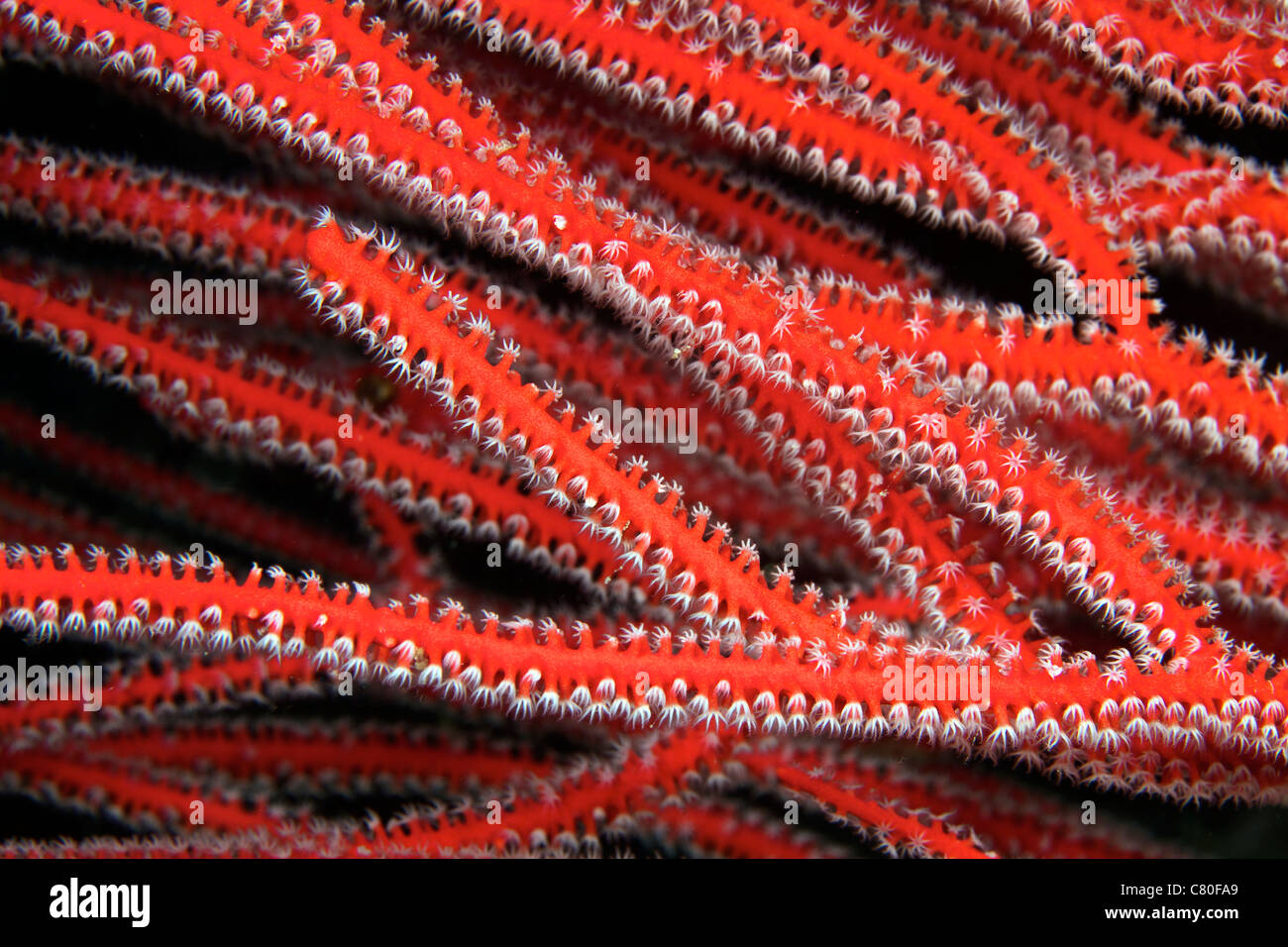 Dettagliato vista ravvicinata di soft coral polipi alimentazione, Fiji. Foto Stock