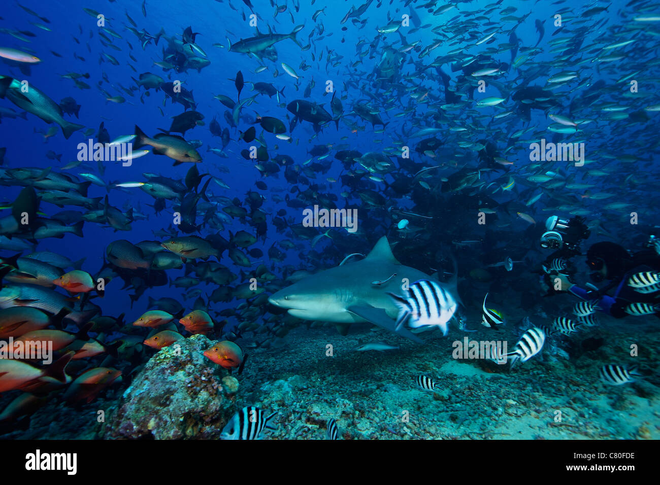 Un fotografo subacqueo scatta una foto di un grande squalo toro circondato da centinaia di pesci di scogliera, Fiji. Foto Stock
