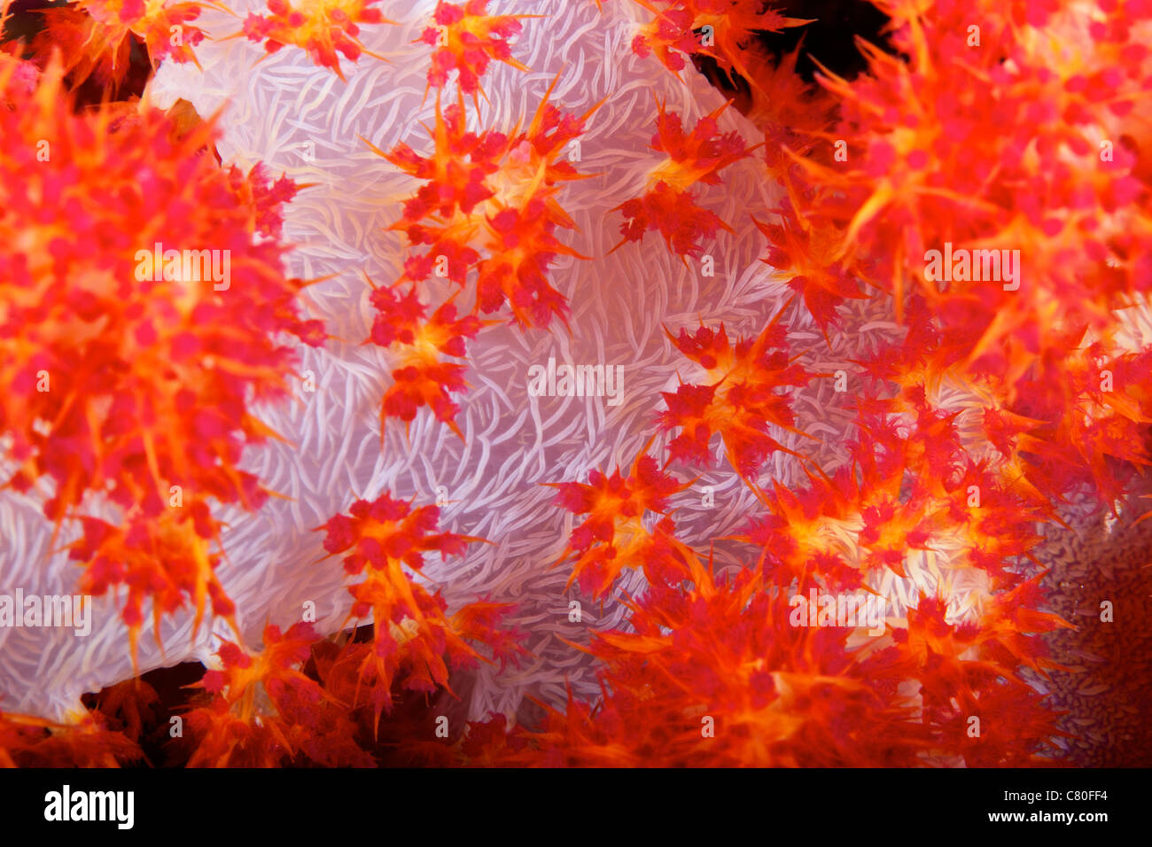 Vista dettagliata di soft coral rivelando le spicole che conferiscono stabilità alla sua forma, Fiji. Foto Stock
