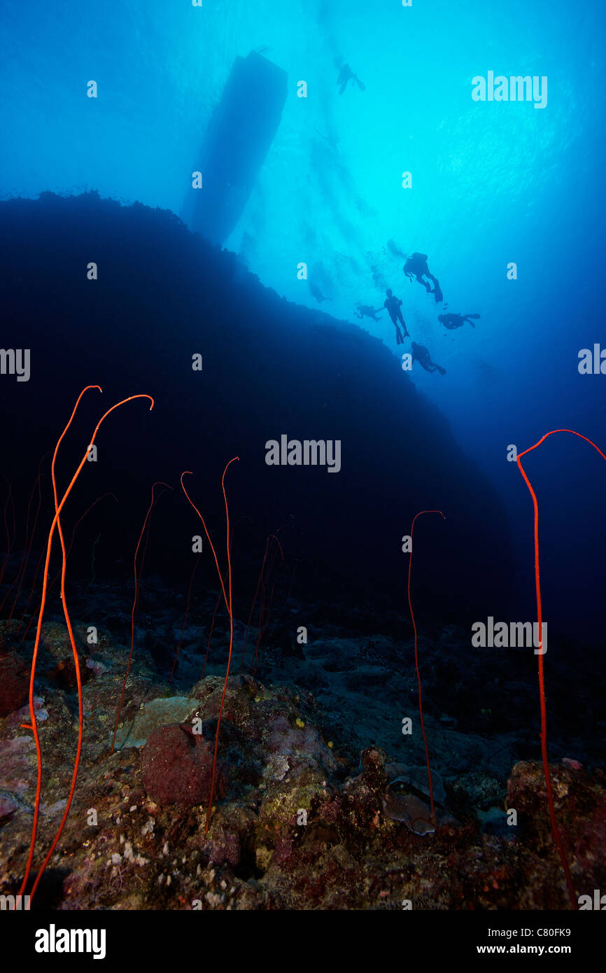 I subacquei scendere su un profondo wreef con il mar Rosso coralli a frusta, Fiji. Foto Stock