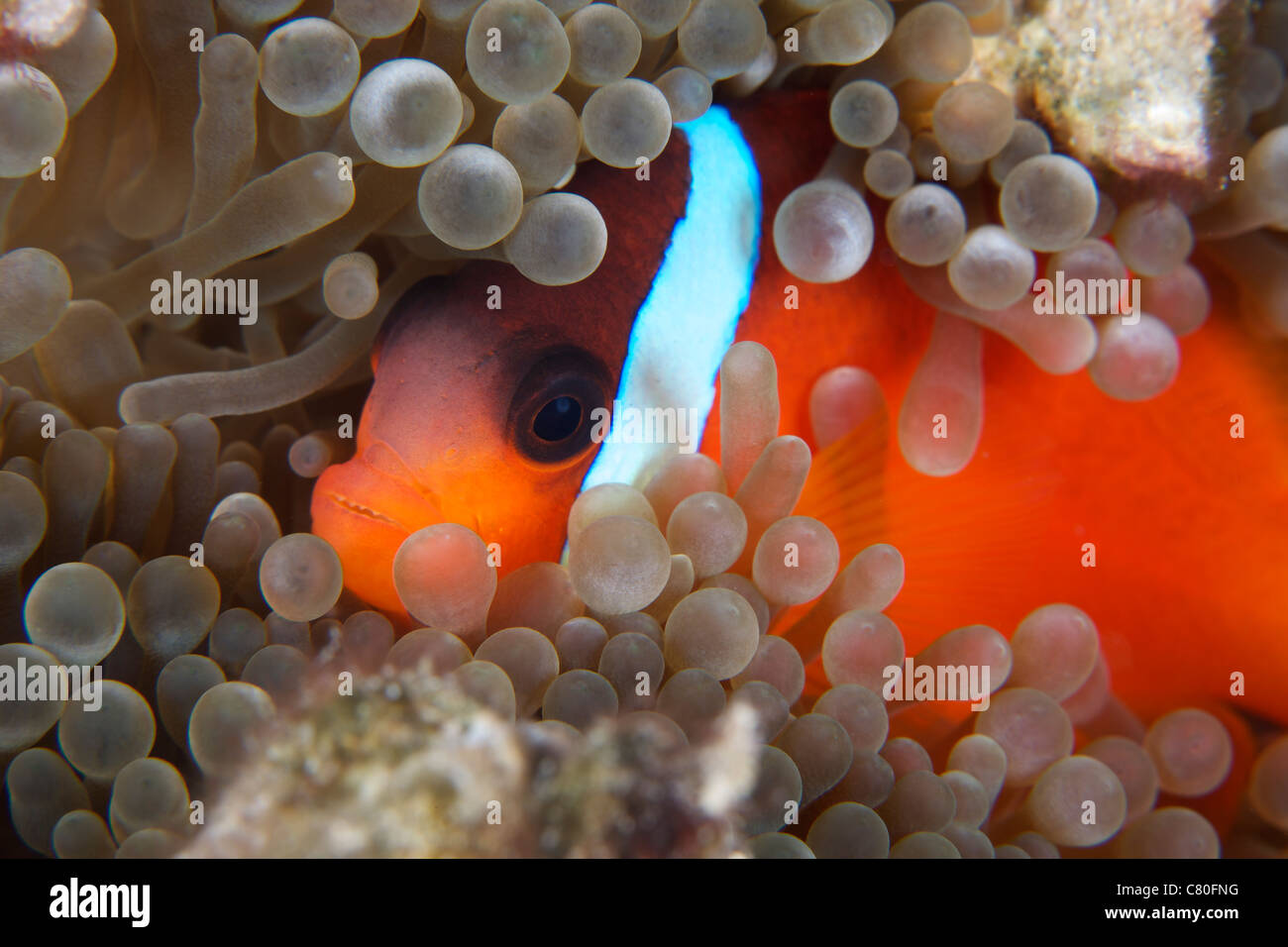 Cinnamon Clownfish (Amphiprion melanopus) nel suo host anemone. Foto Stock