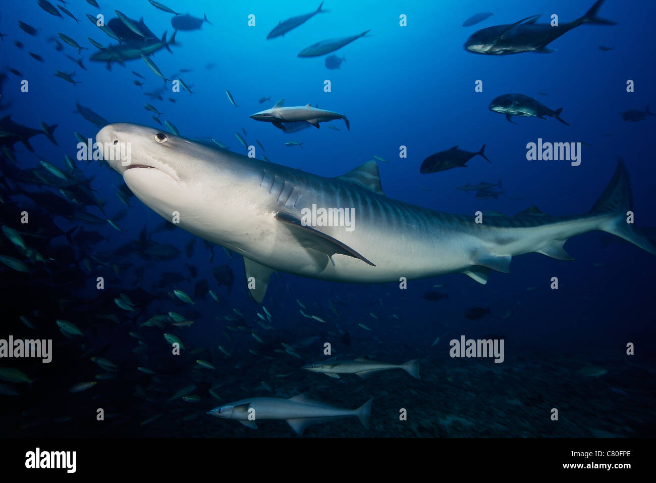 Un grande 10 piedi Tiger Shark nuota nella zona di alimentazione, Fiji. Foto Stock