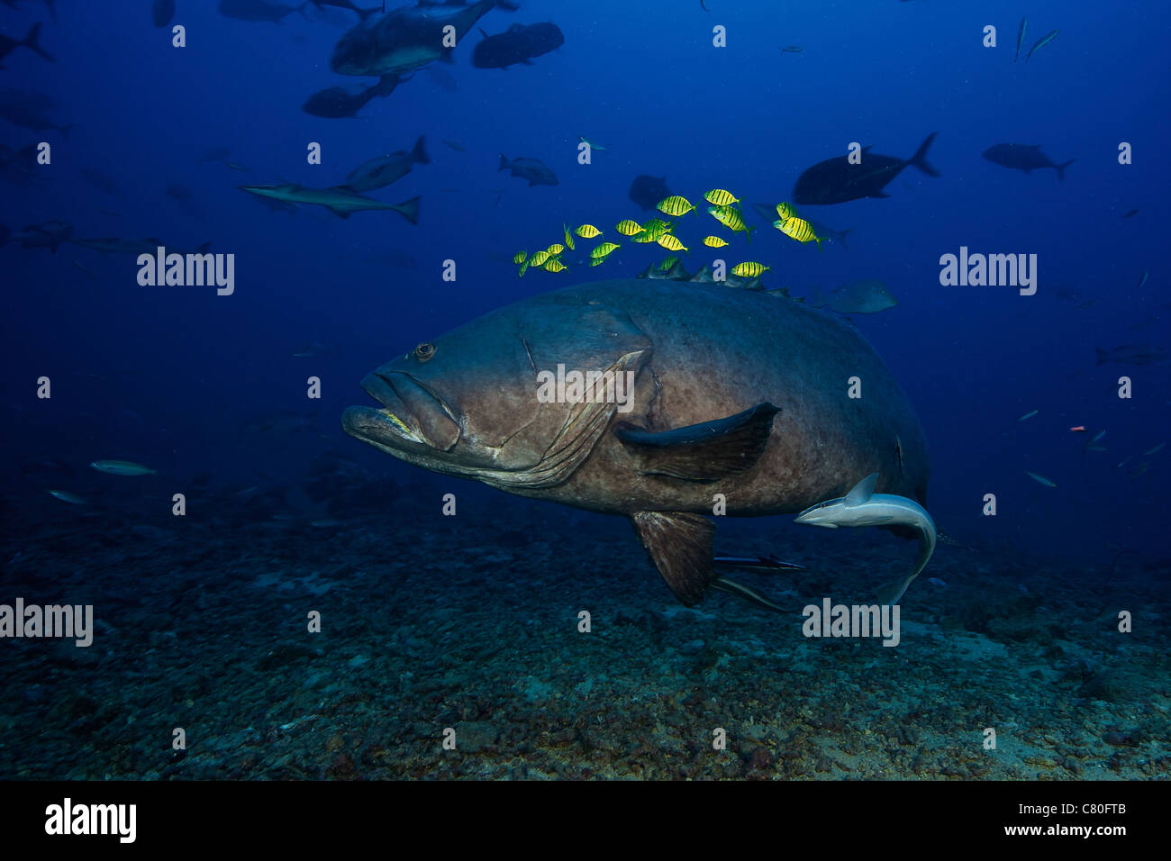 Una scuola di Carango seguire una cernia gigante per la protezione durante un avanzamento di squalo. Foto Stock