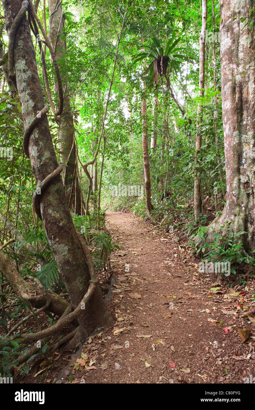 Rain Forest trail alpeggi Queensland Australia giungla tropicale percorso nei pressi di Crater Lake Eacham Foto Stock