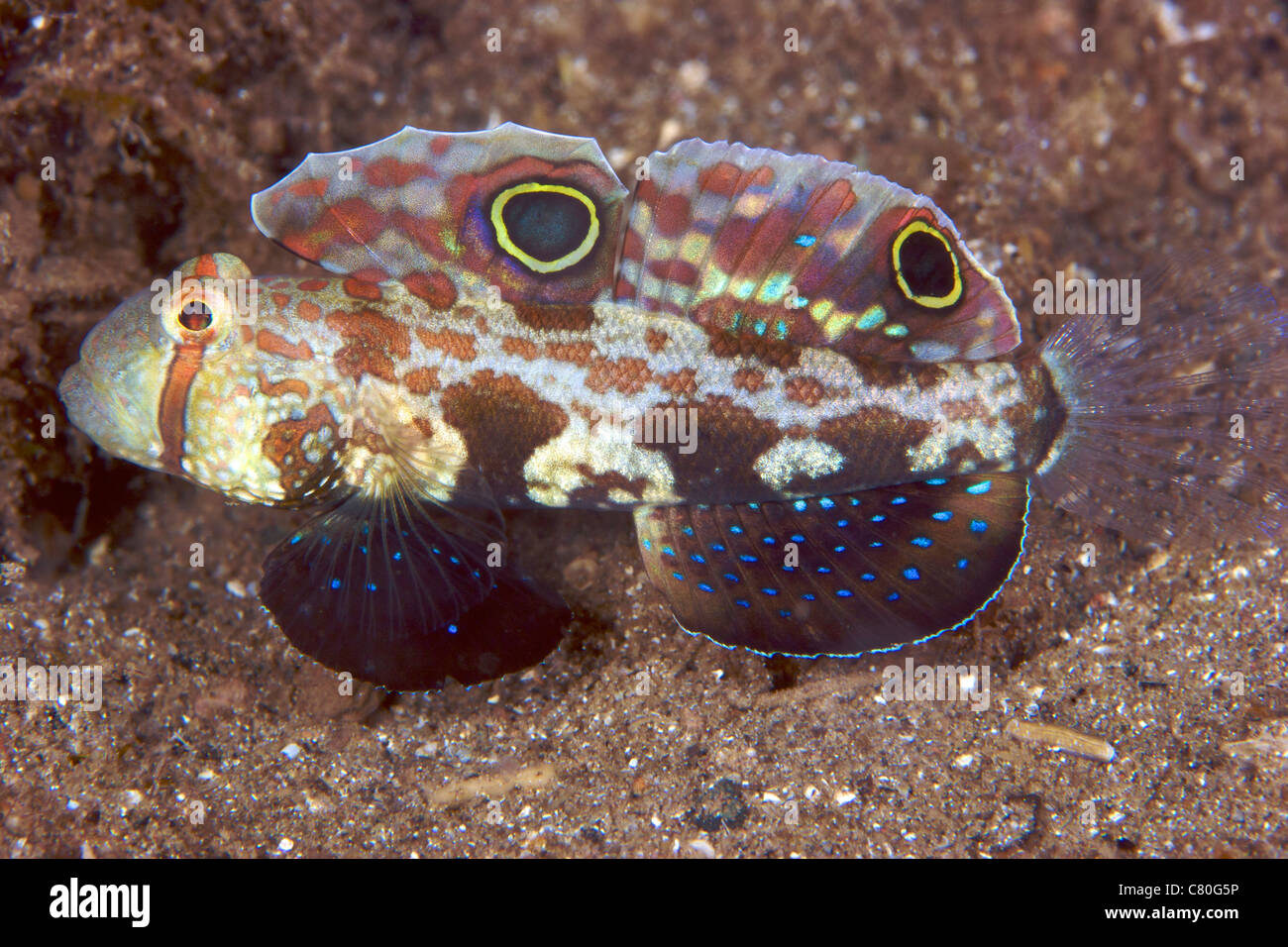 Crab-eyed ghiozzo visualizzando il suo colorato le pinne, Papua Nuova Guinea. Foto Stock