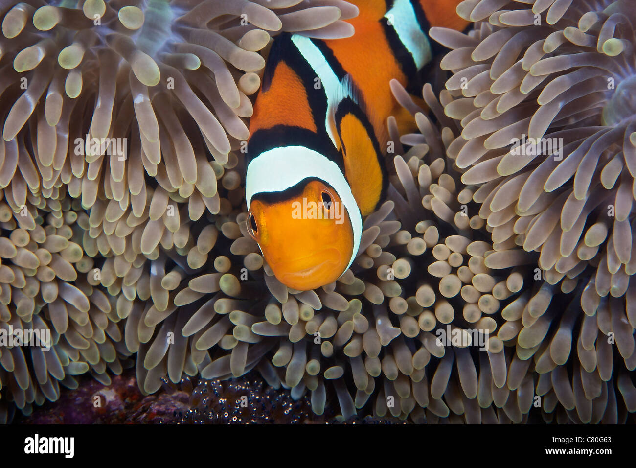 Una femmina clownfish guarda dopo le sue uova in corrispondenza del bordo dell'host anemone, Papua Nuova Guinea. Foto Stock