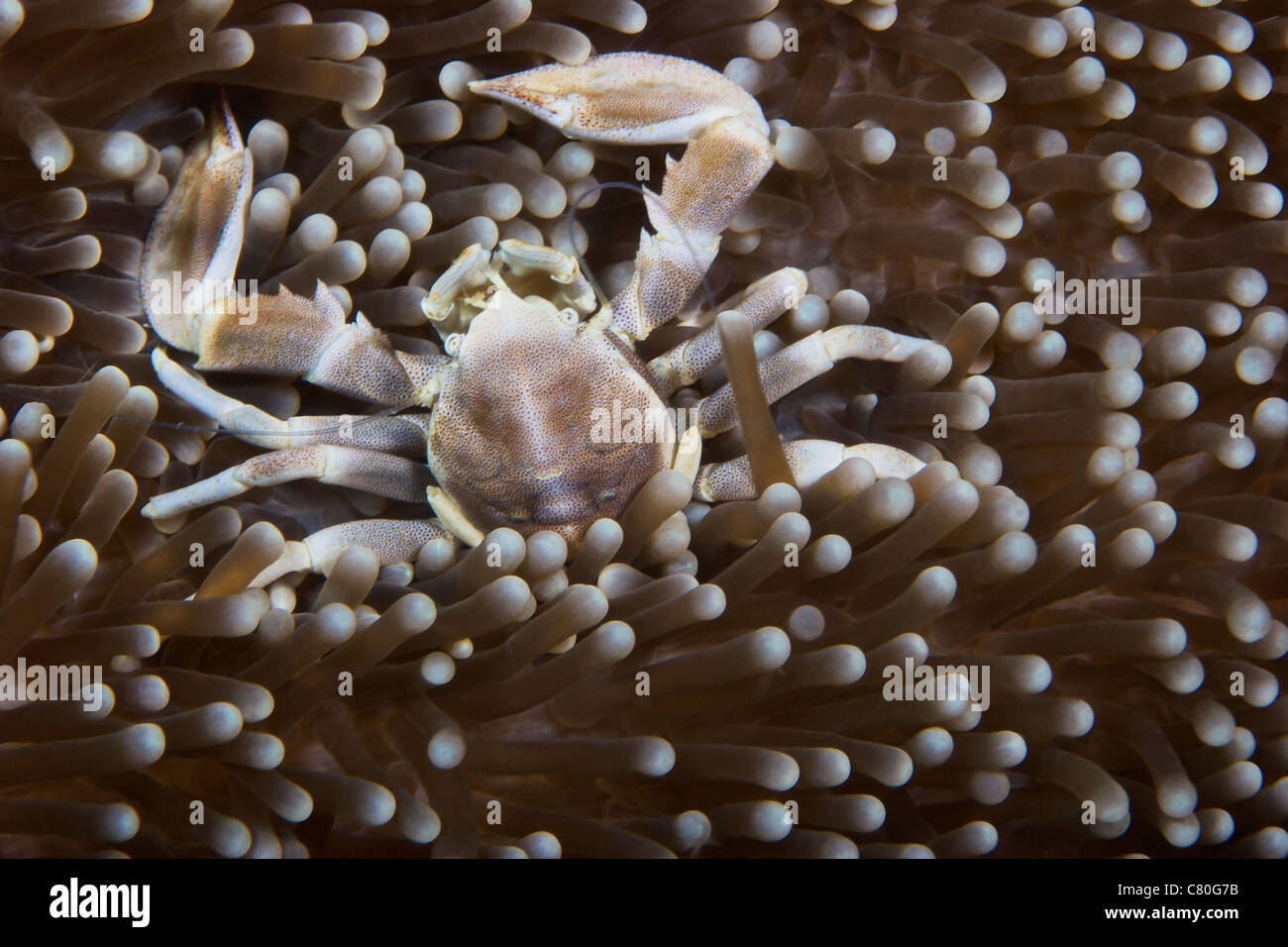 Il Granchio di porcellana sulla sua anemone, Papua Nuova Guinea. Foto Stock