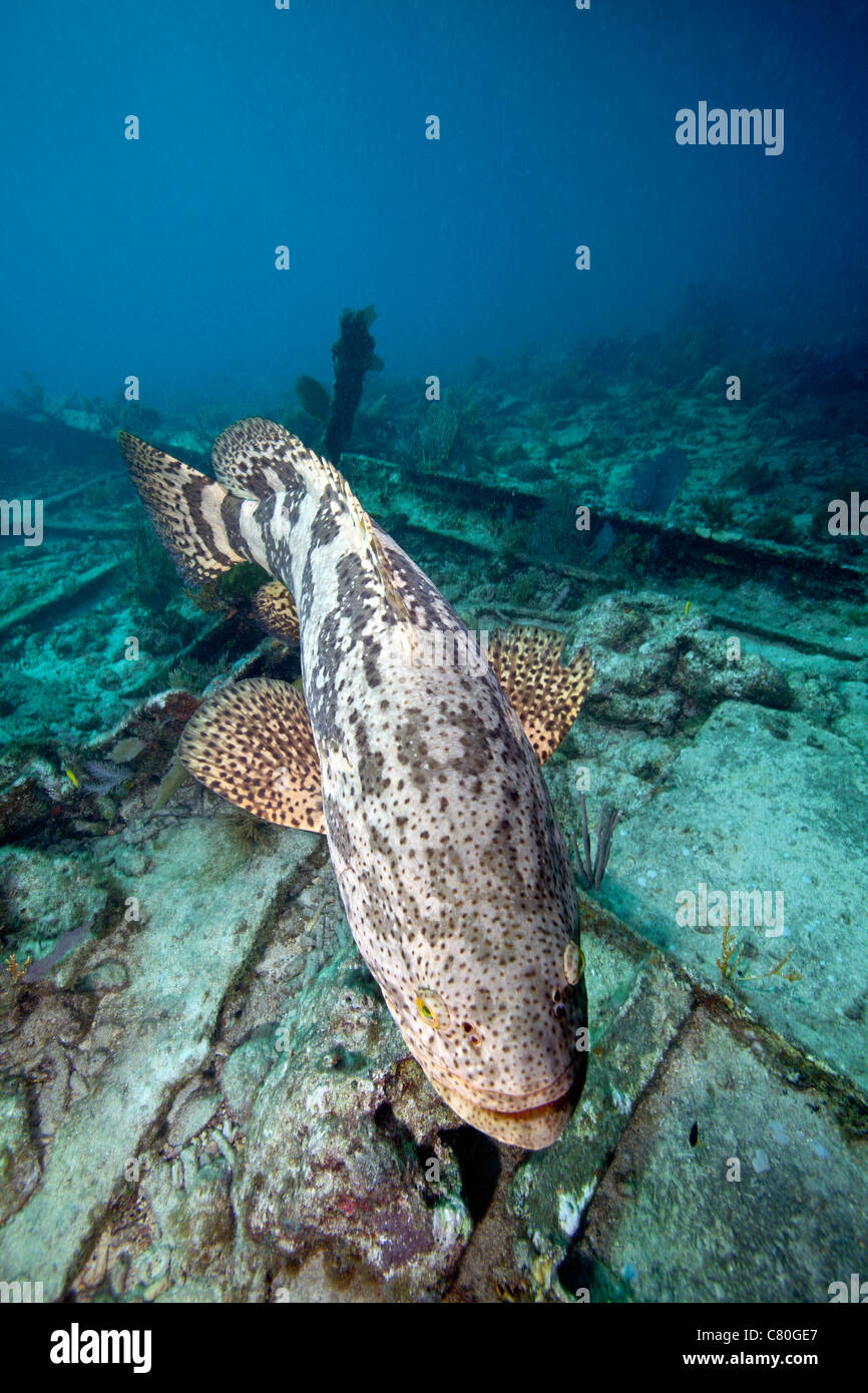 Un Goliath raggruppatore Galleggia senza sforzo su un naufragio al largo di Key Largo, Florida. Foto Stock