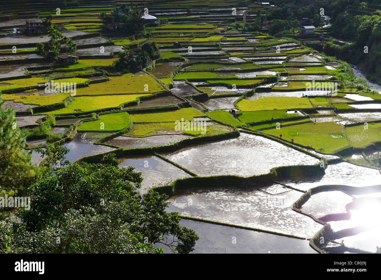Filippine, isola di Luzon, Banaue ricefields Foto Stock