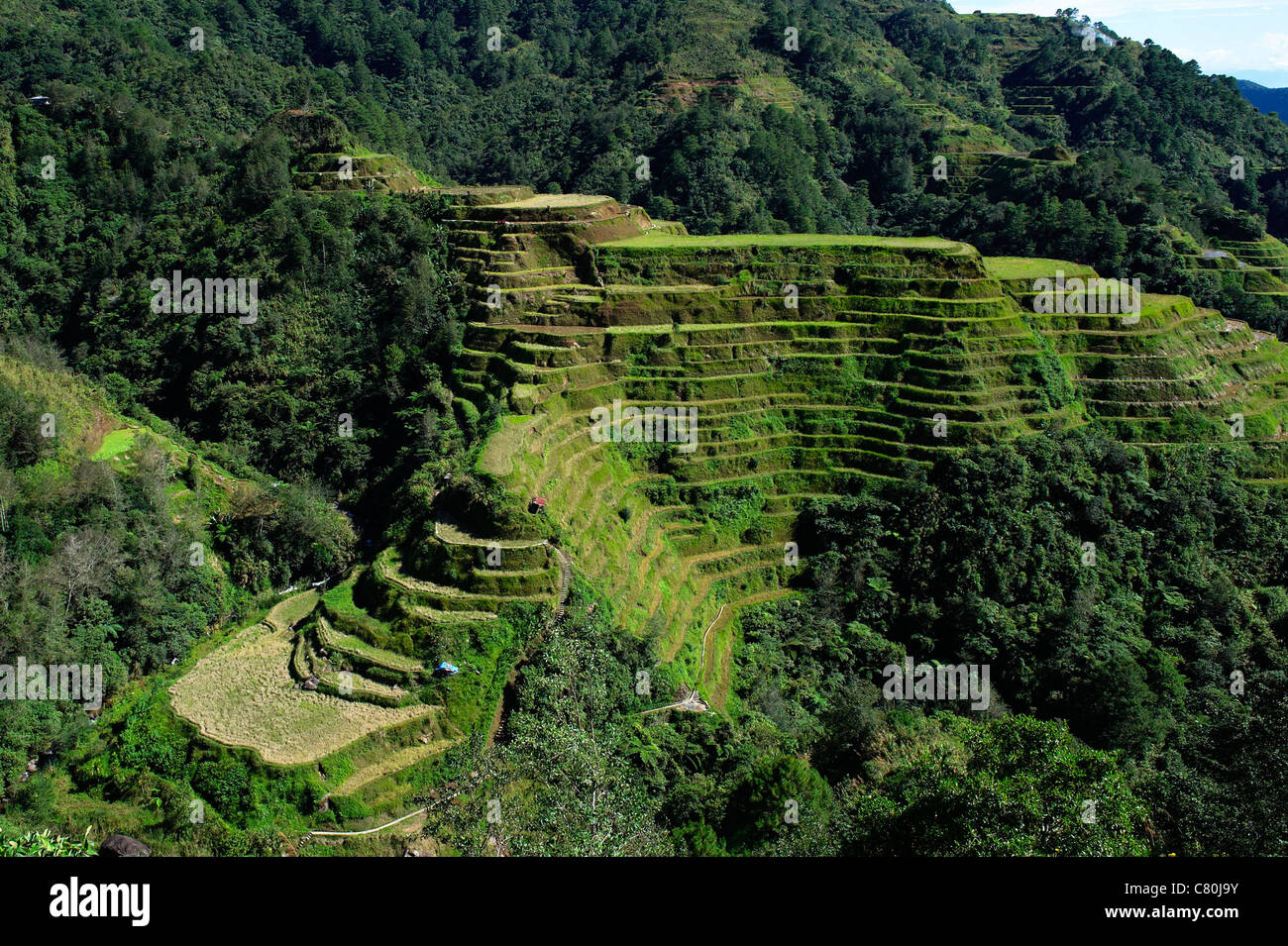 Filippine, isola di Luzon, Banaue ricefields Foto Stock