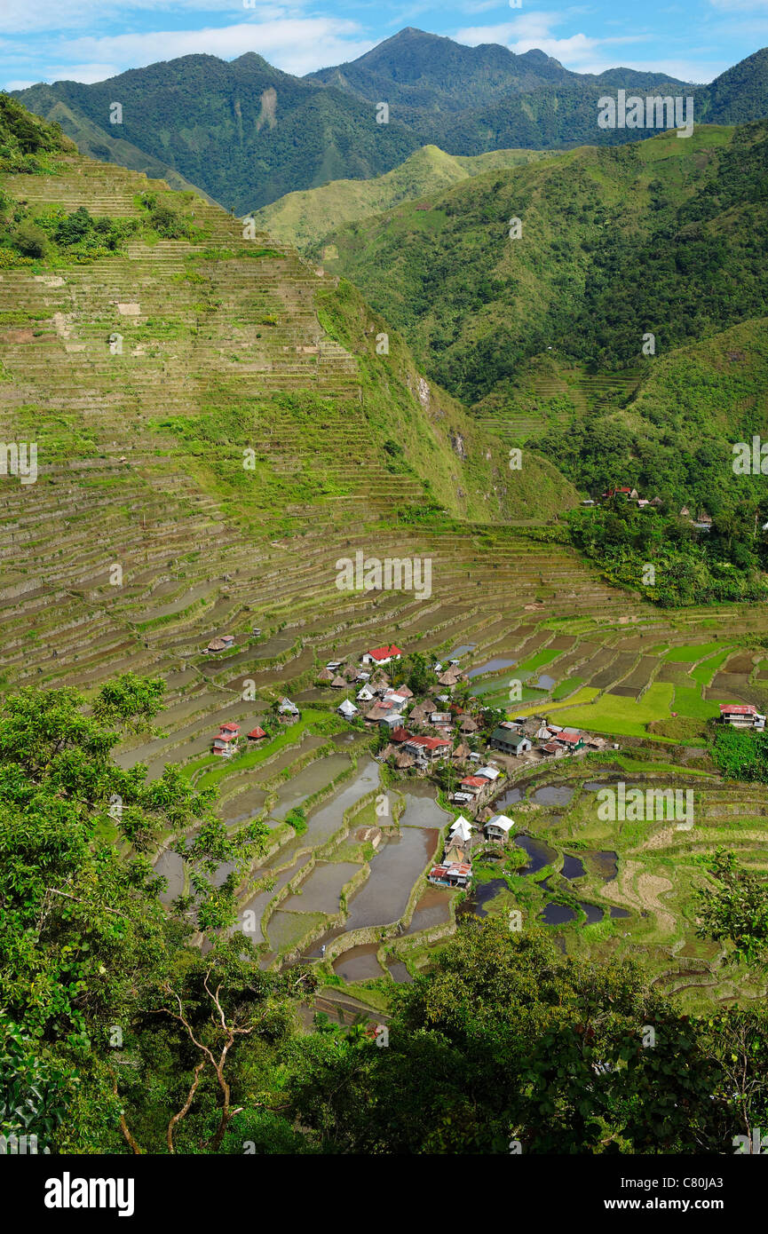 Filippine, isola di Luzon, Banaue ricefields Foto Stock