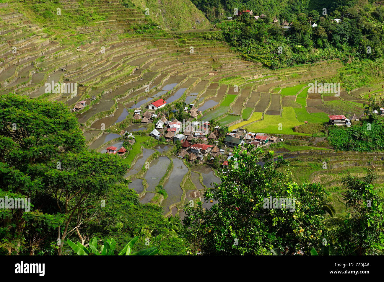 Filippine, isola di Luzon, Banaue ricefields Foto Stock