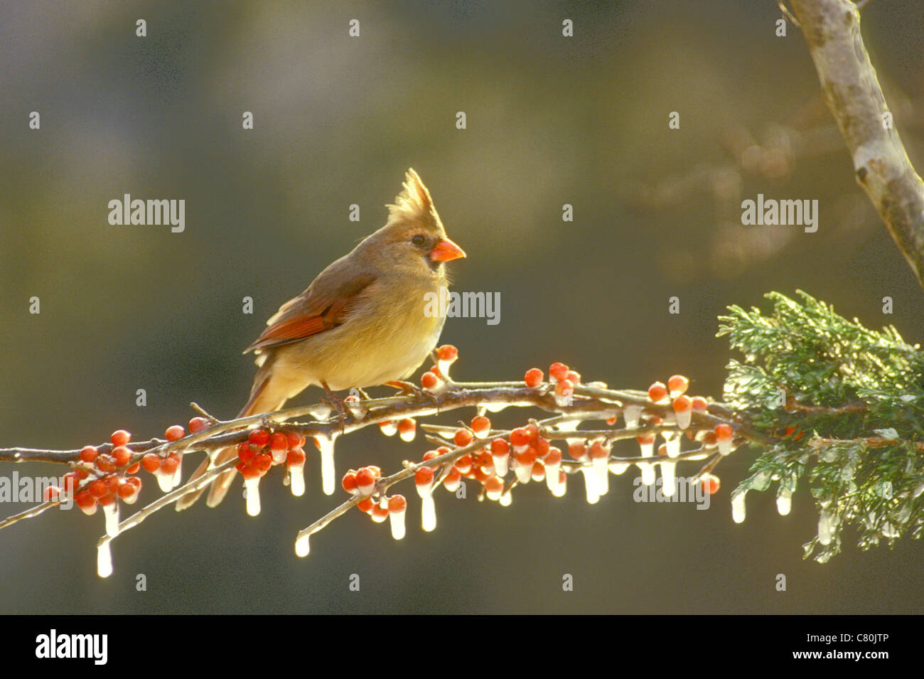 Il cardinale femmina (Cardinalis cardinalis) incandescente con la luce del pomeriggio si appollaia su un ramo di agrifoglio bacche ricoperto di ghiaccio, STATI UNITI D'AMERICA Foto Stock
