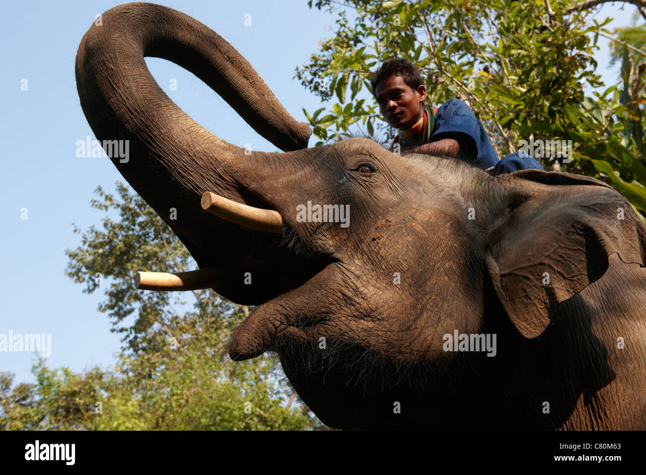 Thailandia Chiang Rai, Triangolo Dorato, Four Seasons Golden giungla, un uomo a cavallo di elefante Foto Stock