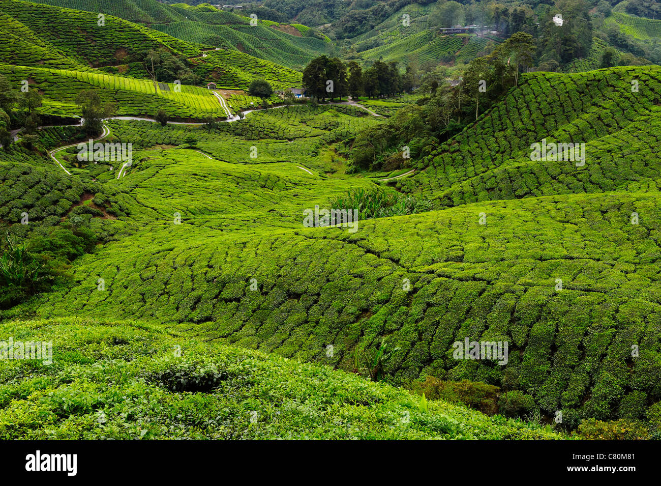 Malaysia, Cameron Highlands, le piantagioni di tè Foto Stock