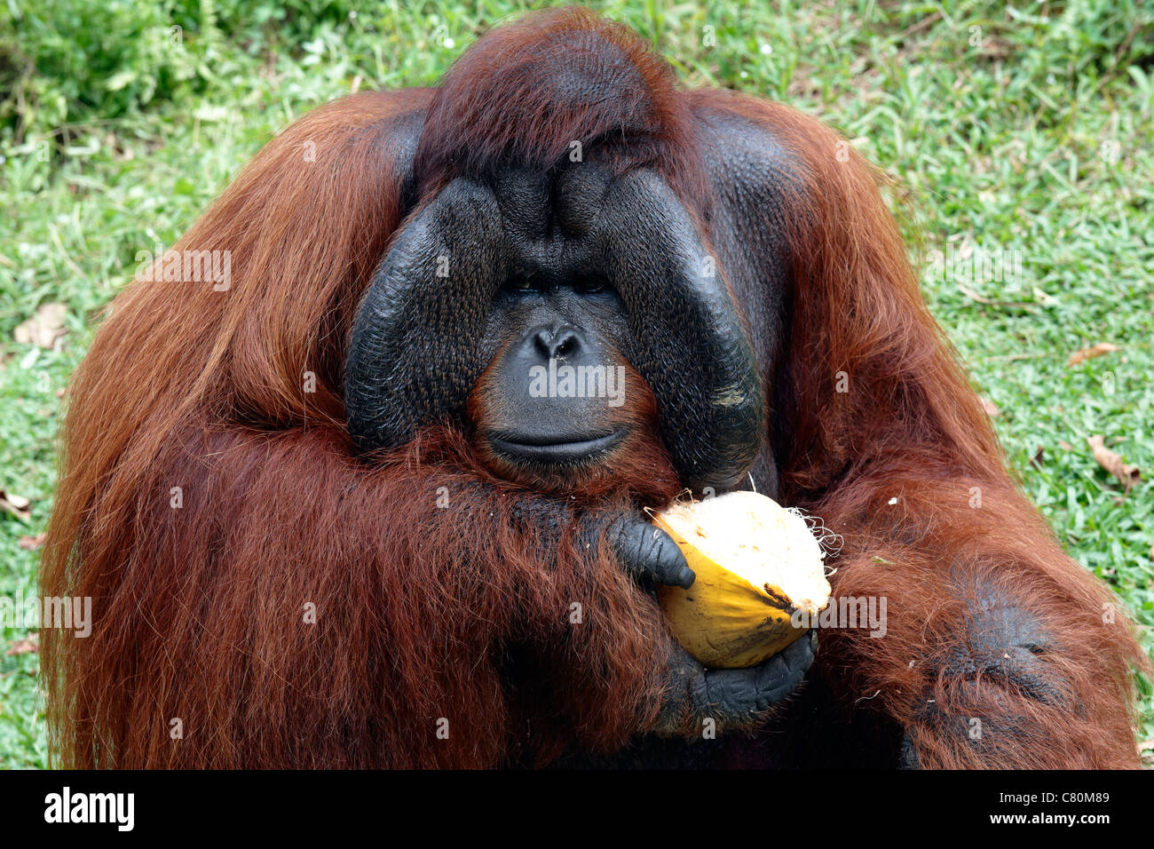 Malaysia, Orangutan rifugio Foto Stock