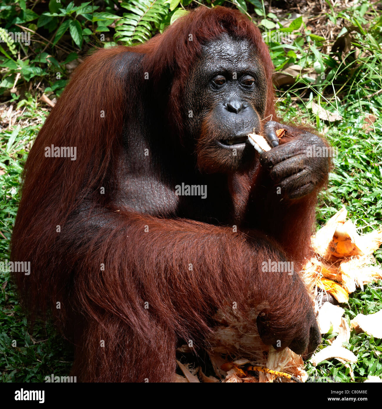 Malaysia, Orangutan rifugio Foto Stock