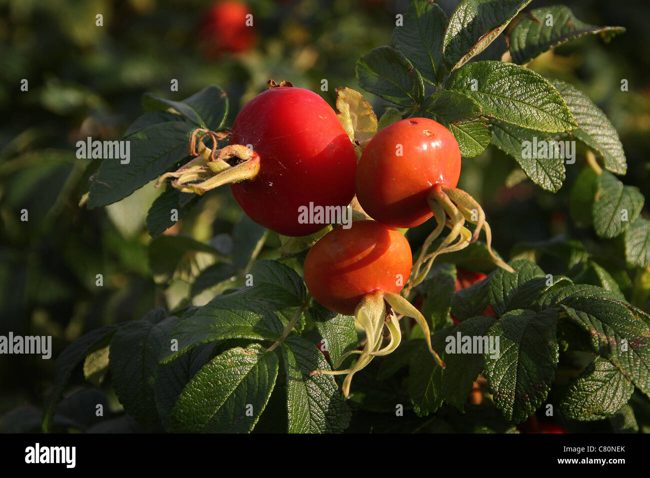 Grande wild rose hips sulla boccola. Foto Stock