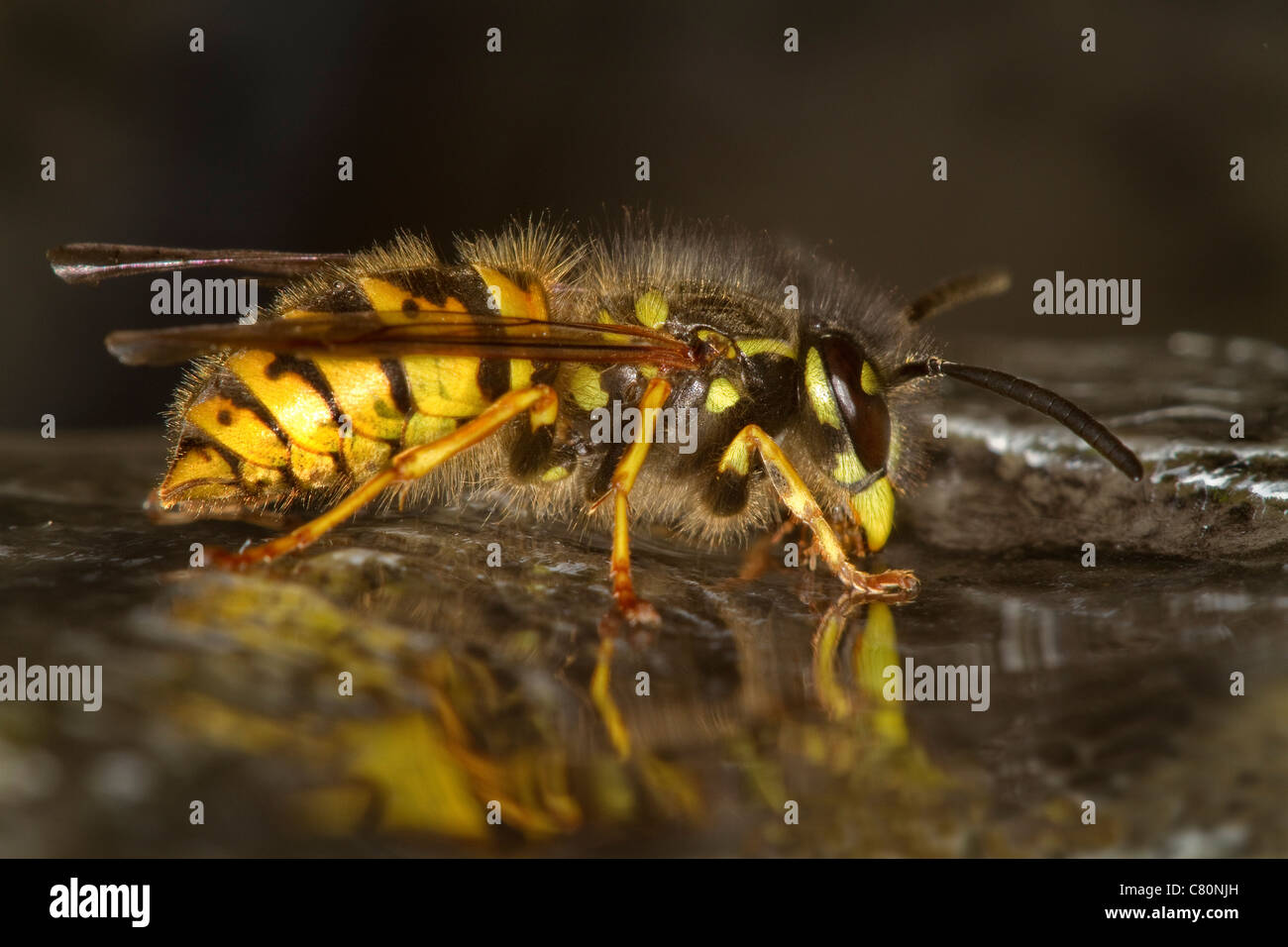 Wasp comune bere da giardino fontana. Foto Stock
