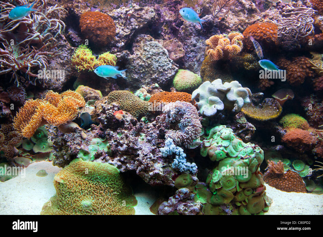 Vista subacquea in acquario con pesci e barriera corallina Foto Stock
