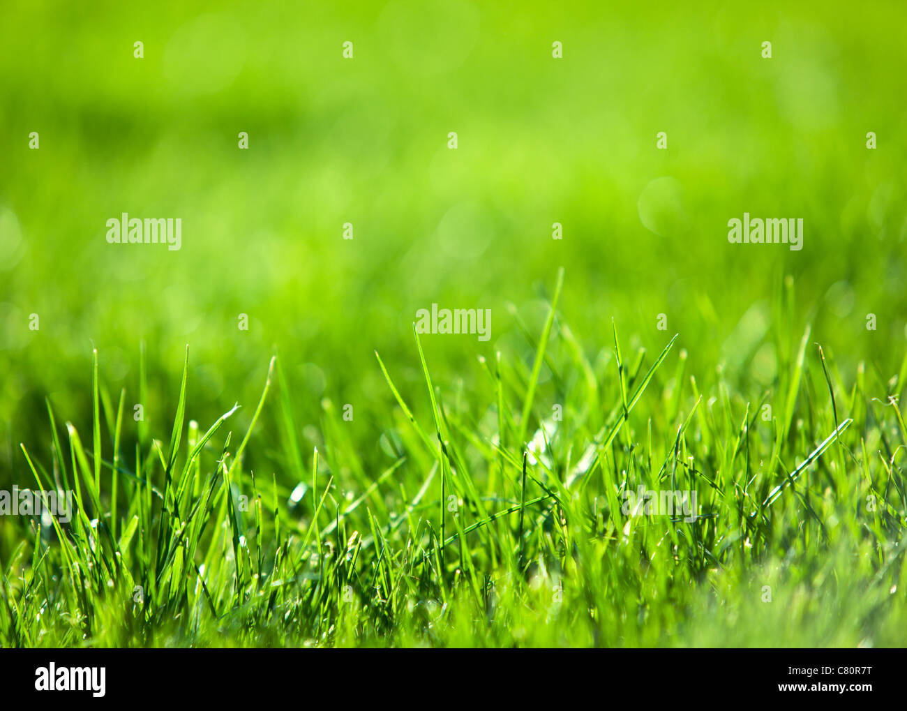 Sullo sfondo della natura: verde lussureggiante erba. Foto Stock
