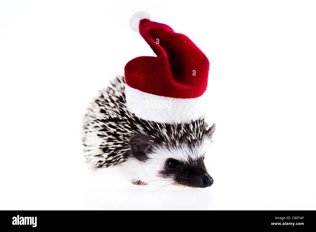 Natale Hedgehog Foto Stock