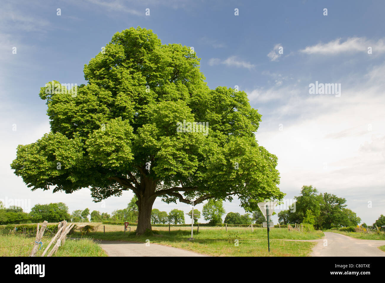 Grande bellissimo albero di castagno nel paesaggio agricolo Foto stock -  Alamy