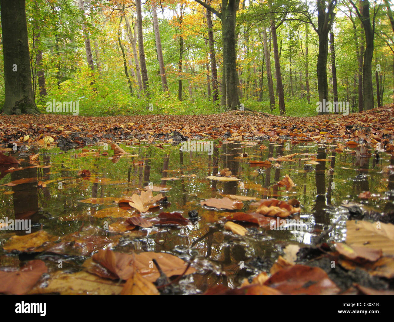 Bosco autunnale vicino castello Hillenraad Roermond Limburg Paesi Bassi Foto Stock