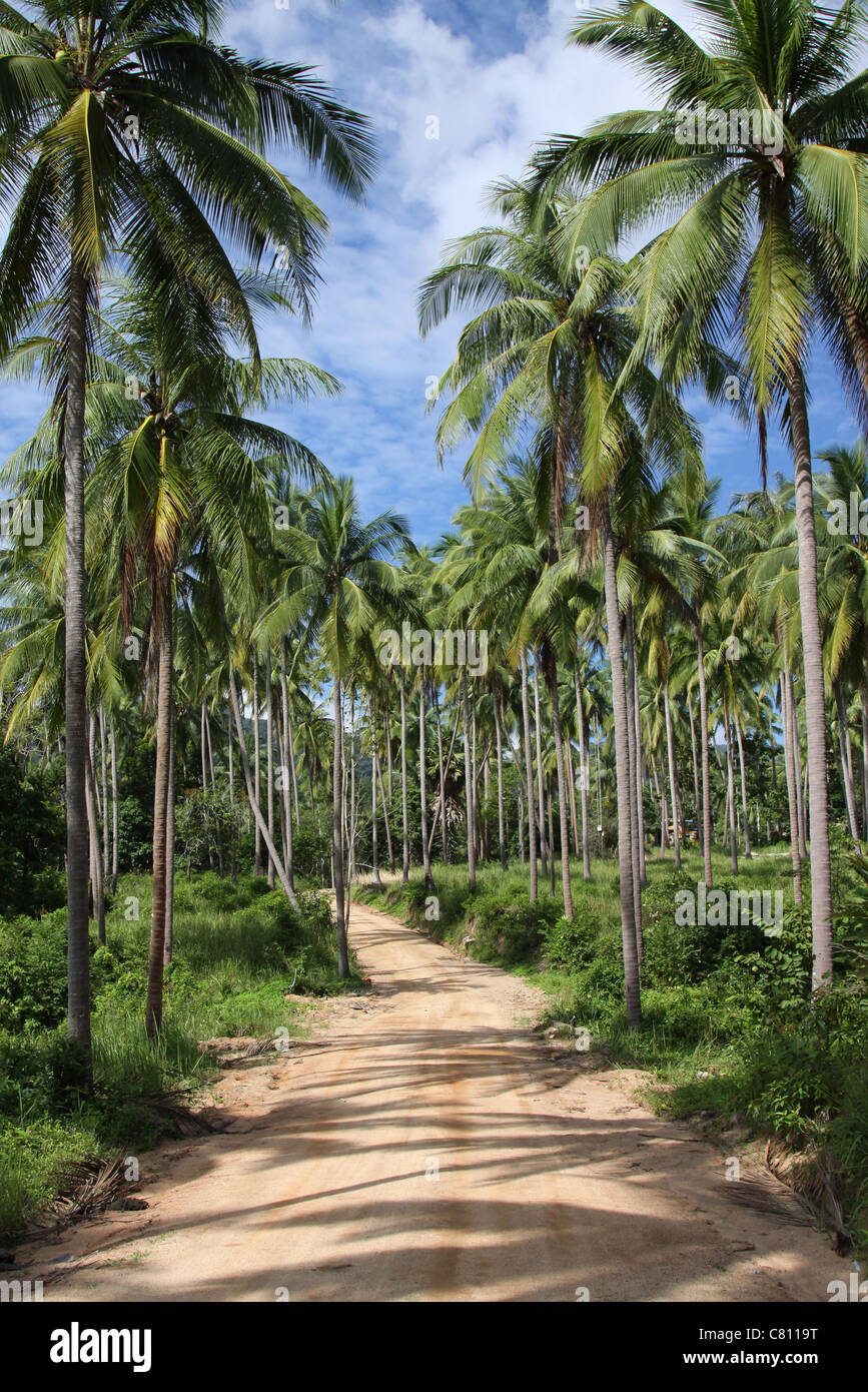 Sabbia strada soleggiata in un boschetto di palme (Thailandia) Foto Stock