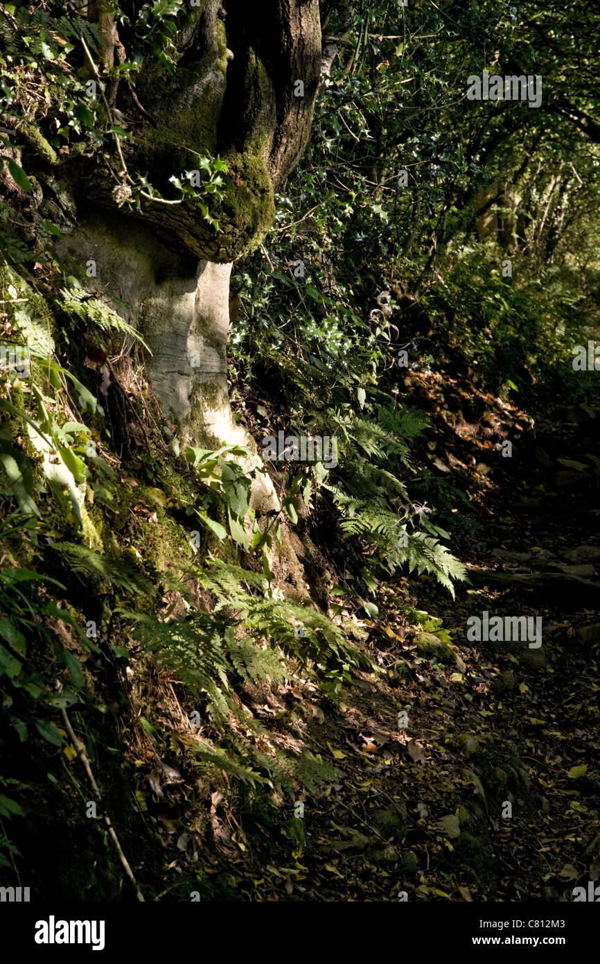 Fasi Tarr Exmoor Devon England Regno Unito Foto Stock