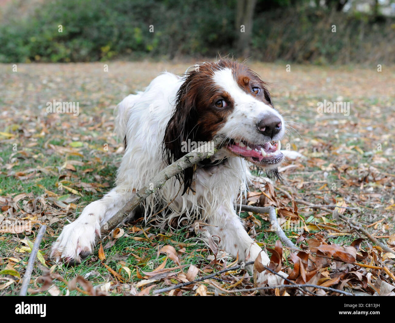 Un rosso e bianco setter cane masticare su un bastone di legno Foto Stock