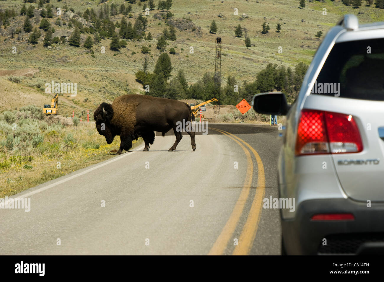 Un bison attraversa la strada a Torre Area di Roosevelt nel Parco Nazionale di Yellowstone Wyoming USA Foto Stock