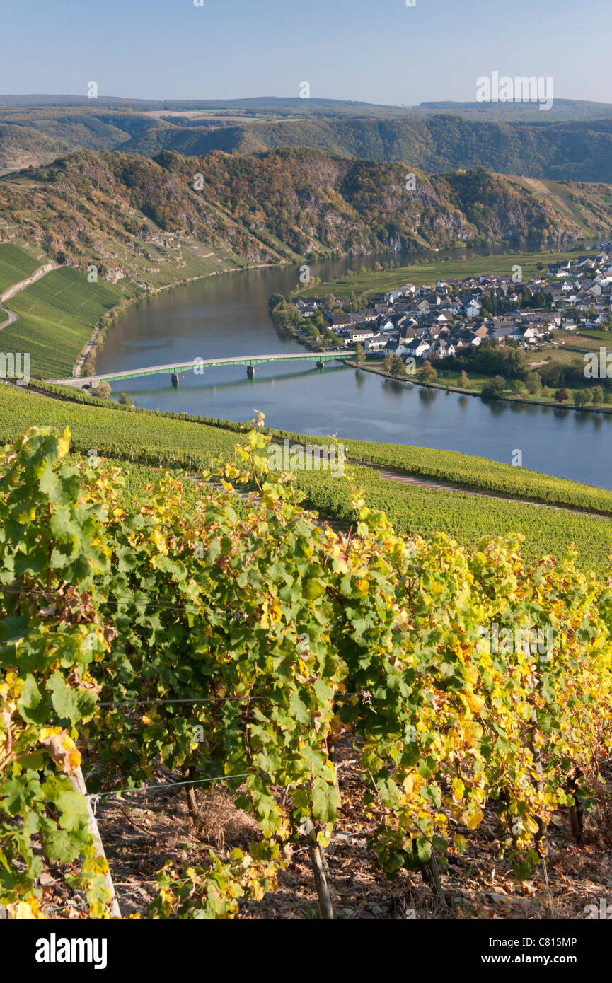 Vista del villaggio di Piesport dalla vigna in valle di Mosel in Germania Foto Stock