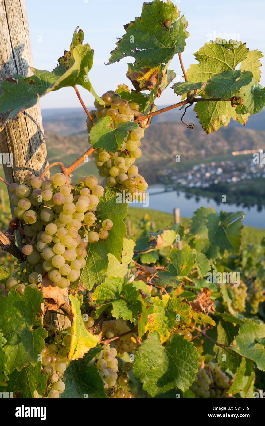 Vista del villaggio di Piesport e uve riesling dal vineyardsin valle di Mosel in Germania Foto Stock