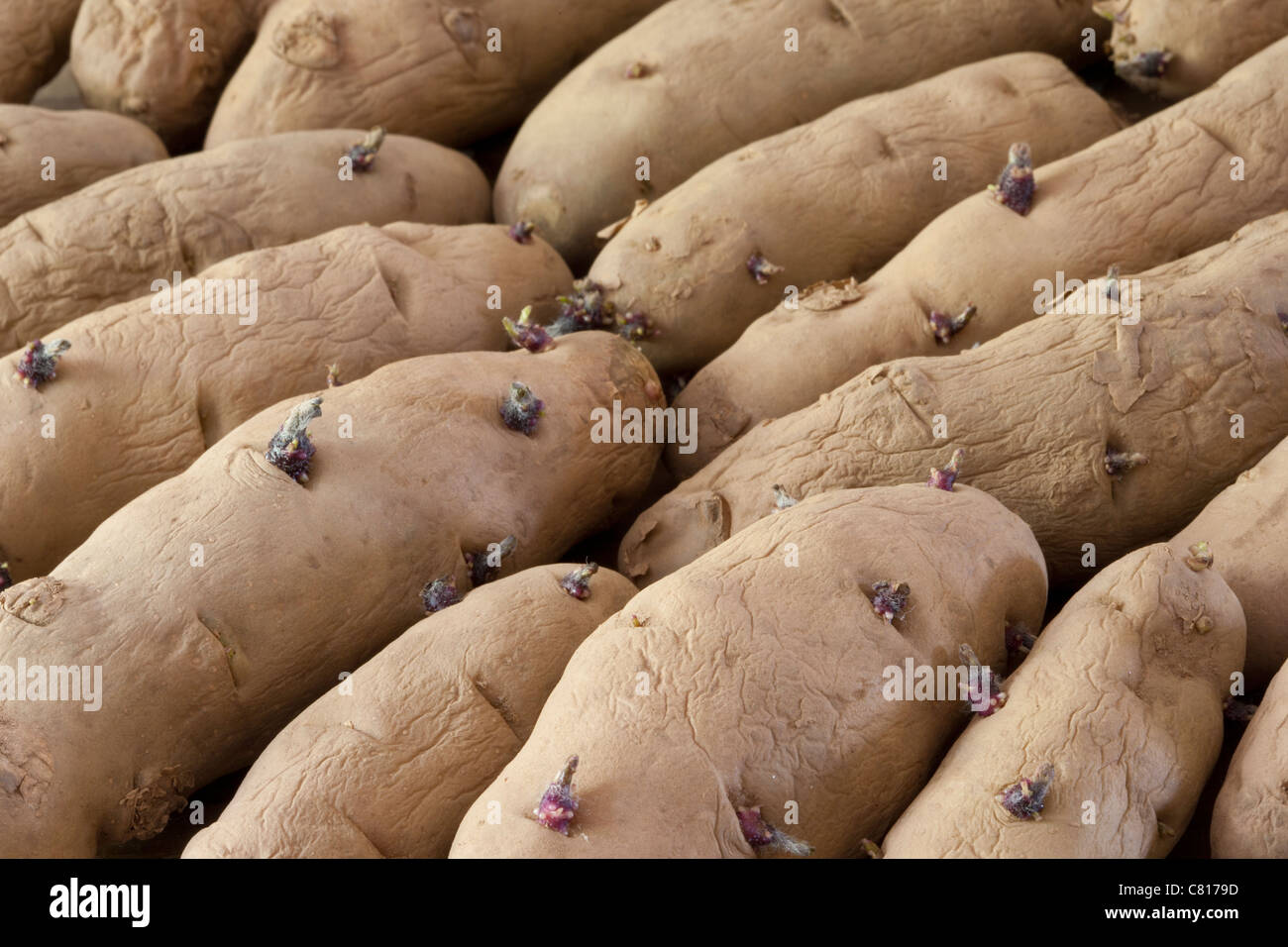 Mela di Fir rosa - Solanum tuberosum - insalata di patate a fette - chitarrizzata a marzo pronta per la semina Foto Stock