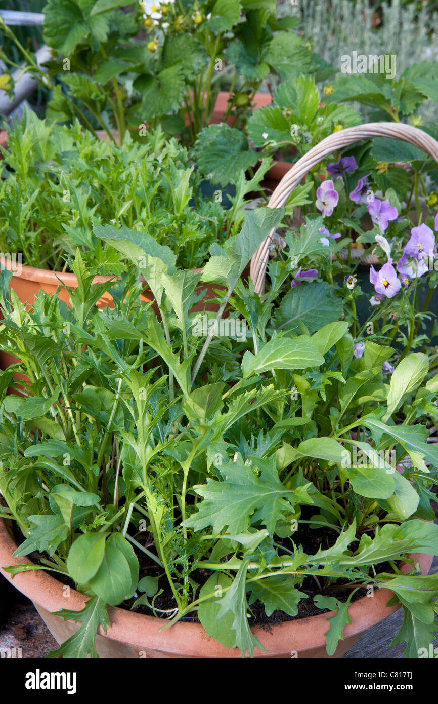 Insalata mista lascia crescere in vasi in giardino suburbano Foto Stock