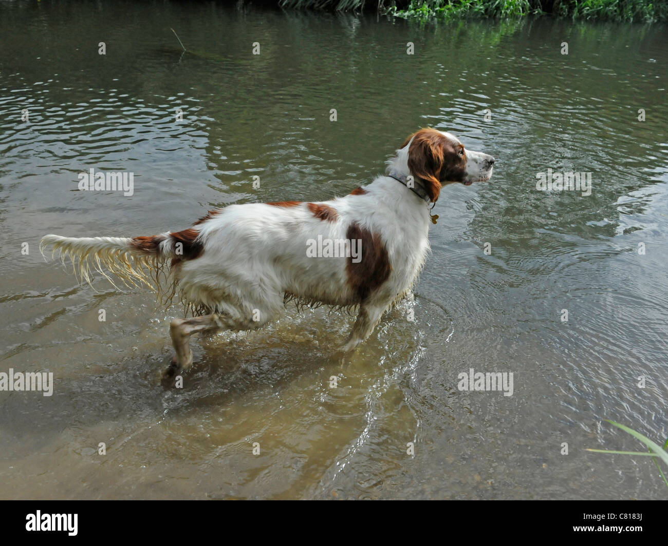 Un rosso e bianco setter stalking in un fiume Foto Stock