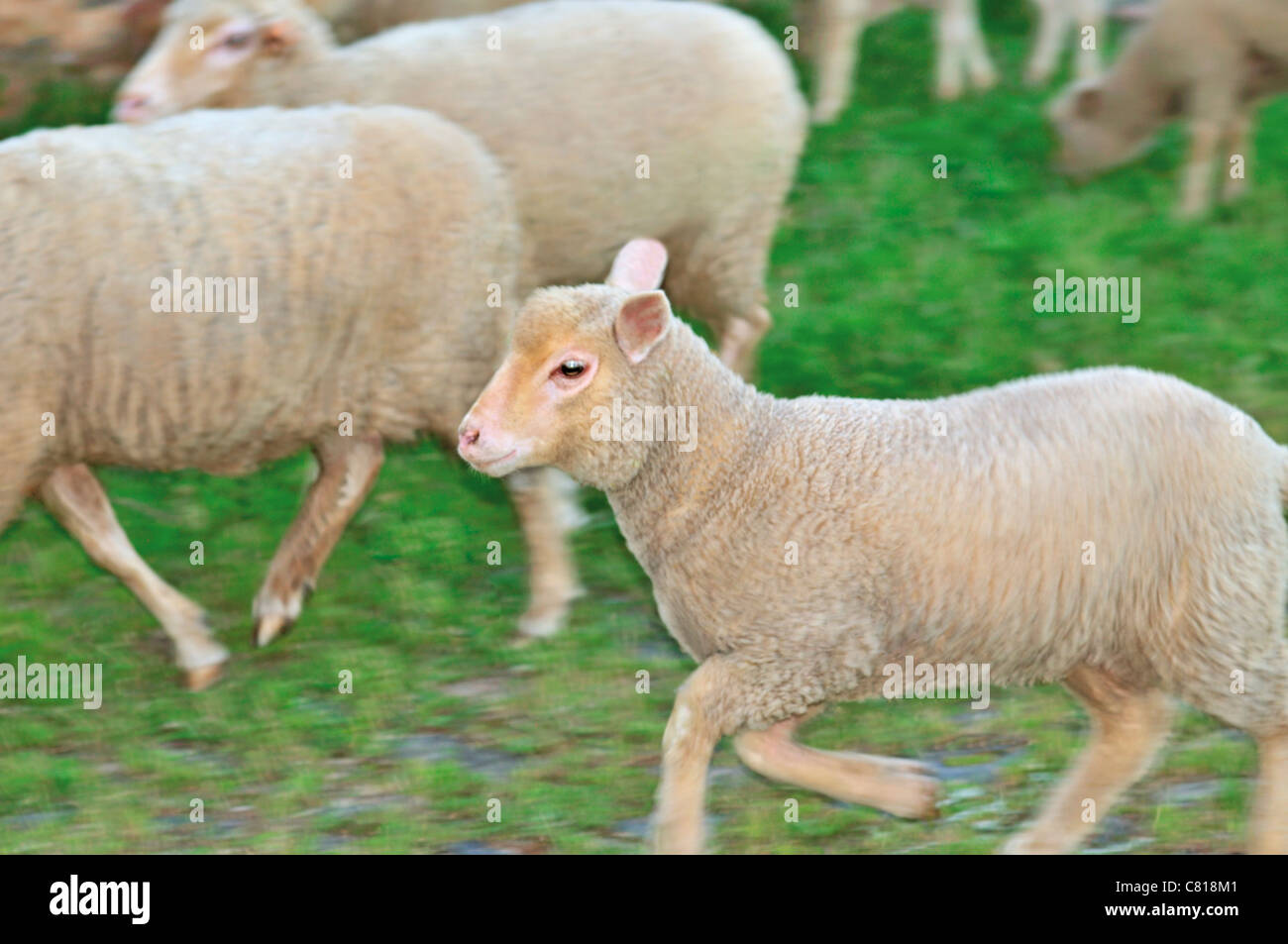 Portogallo Alentejo: Agnello con greggi di ovini che pascolano intorno al villaggio medievale di Monsaraz Foto Stock