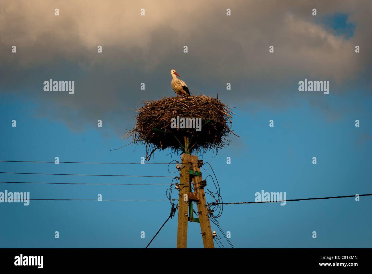 Stork in un nido su un palo del telegrafo con le nuvole in uno sfondo Foto Stock